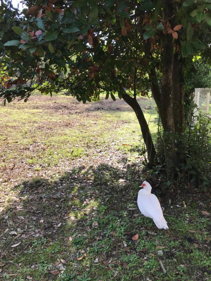 Etno Village Mihailovic II Herceg Novi Luaran gambar